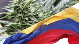 Laws and legal news about marijuana in Colombia