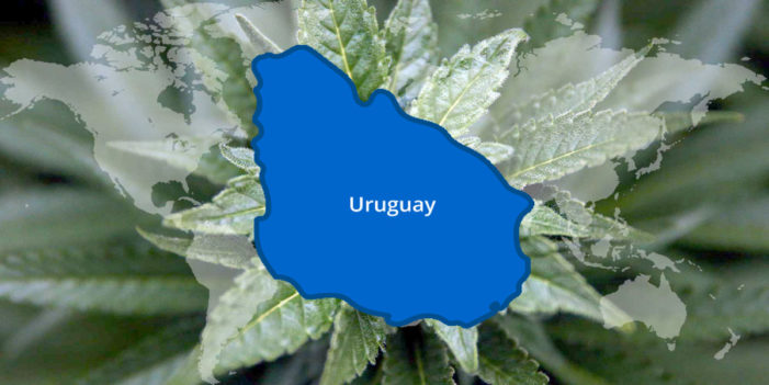 Cannabis laws in Uruguay