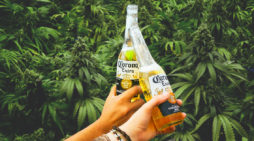 Link between cannabis use in heavy drinkers and reduced risk of alcohol induced pancreatitis.