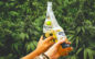 Corona beer owner invests Millions in Cannabis