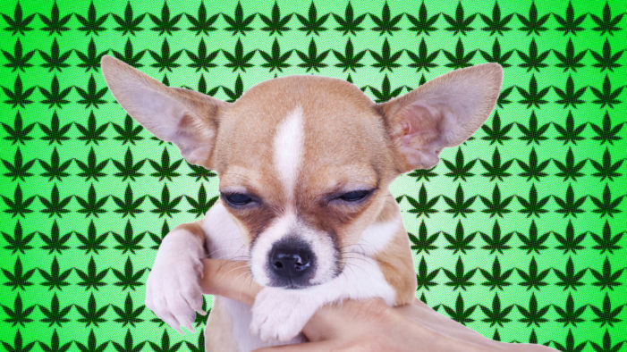 ANIMALS GET STONED TOO!
